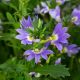 KHỔNG TƯỚC (TÍM) - SCAEVOLA FAN FLOWER