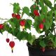 LỒNG ĐÈN TRUNG HOA - ABUTILON MEGAPOTAMICUM