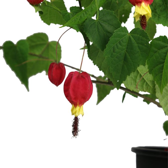 LỒNG ĐÈN TRUNG HOA - ABUTILON MEGAPOTAMICUM