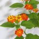 HOA NGŨ SẮC (CAM) - ORANGE LANTANA CAMARA