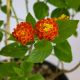 HOA NGŨ SẮC (CAM) - ORANGE LANTANA CAMARA