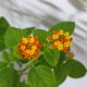 HOA NGŨ SẮC (CAM) - ORANGE LANTANA CAMARA