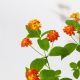 HOA NGŨ SẮC (CAM) - ORANGE LANTANA CAMARA