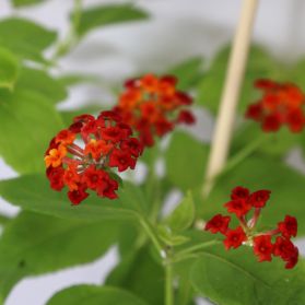 HOA NGŨ SẮC (ĐỎ) - RED LANTANA CAMARA