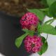 HOA NGŨ SẮC (HỒNG ĐẬM) - DARK PINK LANTANA CAMARA