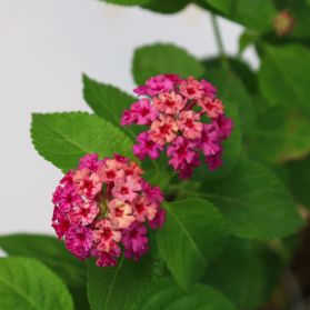 HOA NGŨ SẮC (HỒNG ĐẬM) - DARK PINK LANTANA CAMARA