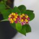 HOA NGŨ SẮC (HỒNG ĐẬM) - DARK PINK LANTANA CAMARA