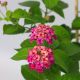 HOA NGŨ SẮC (HỒNG ĐẬM) - DARK PINK LANTANA CAMARA