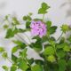 HOA NGŨ SẮC (HỒNG NHẠT) - PINK LANTANA CAMARA