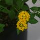 HOA NGŨ SẮC (VÀNG) - YELLOW LANTANA CAMARA