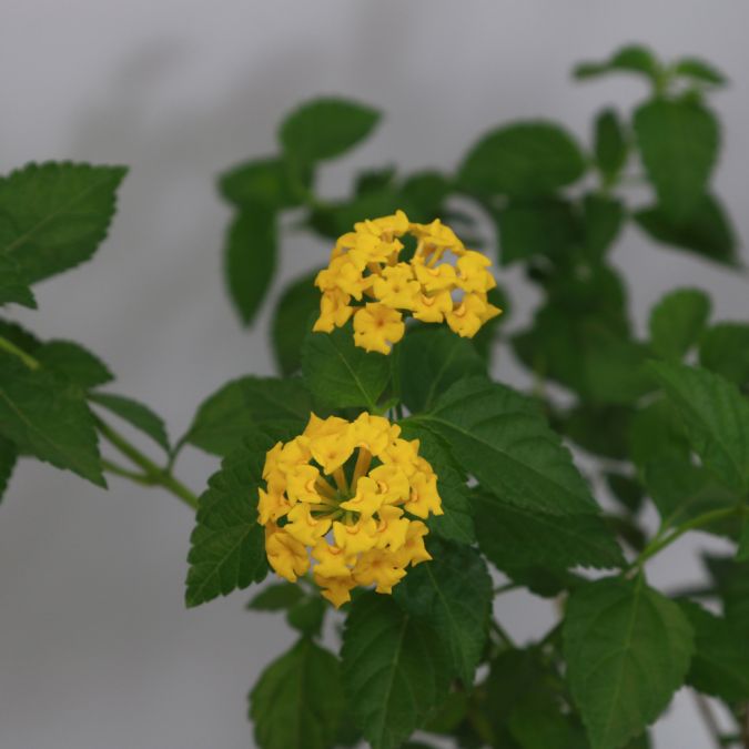 HOA NGŨ SẮC (VÀNG) - YELLOW LANTANA CAMARA