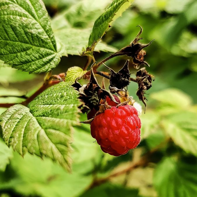 PHÚC BỒN TỬ ĐỎ - RED RASPBERRY