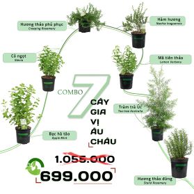 COMBO 7 CÂY GIA VỊ ÂU CHÂU