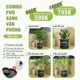 COMBO PHỦ XANH VĂN PHÒNG