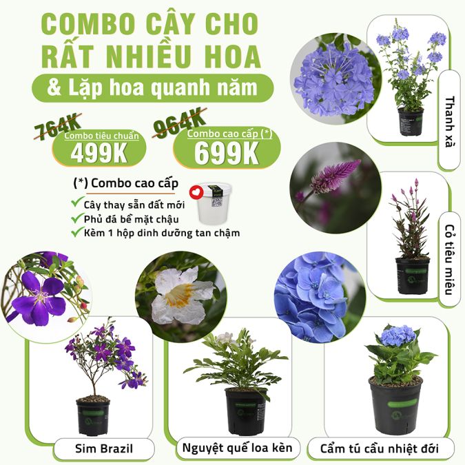 COMBO CÂY CHO HOA RẤT NHIỀU VÀ LẶP HOA QUANH NĂM