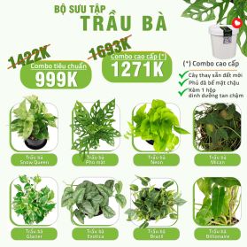 BỘ SƯU TẬP 8 LOẠI TRẦU BÀ