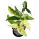 Môn đột biến - Syngonium Albo