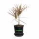 HUYẾT LONG – COLORAMA DRACAENA