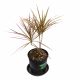 HUYẾT LONG – COLORAMA DRACAENA