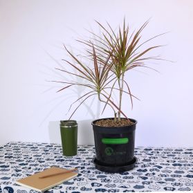 HUYẾT LONG – COLORAMA DRACAENA