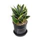 LƯỠI HỔ SAO - SANSEVIERIA TRIFASCIATA