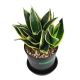 LƯỠI HỔ SAO - SANSEVIERIA TRIFASCIATA