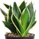 LƯỠI HỔ SAO - SANSEVIERIA TRIFASCIATA