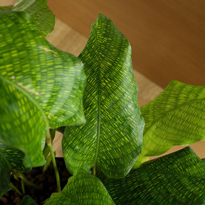 ĐUÔI CÔNG XÀ CỪ - CALATHEA NETWORK