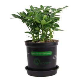 THẤT HÀNH ĐIỂU - SCHEFFLERA HEPTAPHYLLA