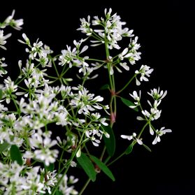 HOA TUYẾT CẦU - EUPHORBIA DIAMOND FROST