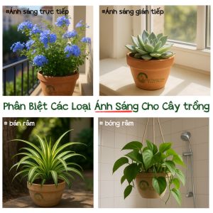 HƯỚNG DẪN TRỒNG CÂY - NHẬP MÔN #14