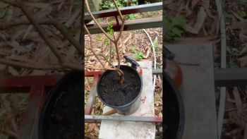 CỨU CÂY CHIỀU TÀ BỊ RỆP SÁP