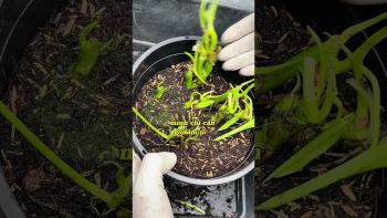 CỨU CÂY TRẦU BÀ TỶ PHÚ BỊ ÚNG RỄ