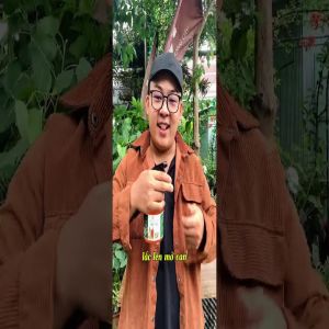 CỨU CÂY CHANH HOÀNG KIM BỊ SÂU VẼ BÙA