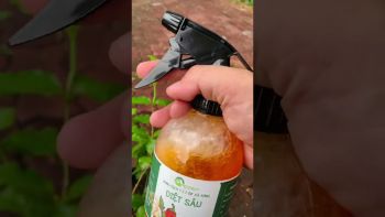 CỨU CÂY BẠCH TRẦM HƯƠNG BỊ SÂU ĂN LÁ