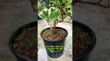 KHẮC PHỤC ĐẤT HOẶC GIÁ THỂ BỊ CHAI CỨNG