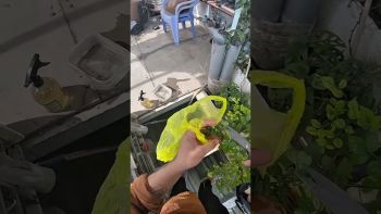 CỨU CÂY TRÊN MÂY