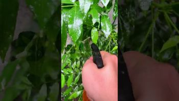 CỨU CÂY CÓC BỊ SÂU LÔNG BÊN TÂN PHÚ