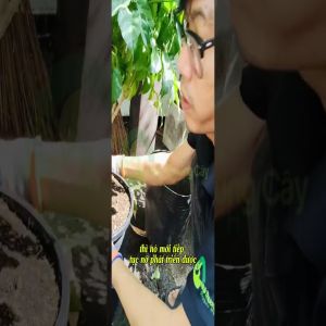 CHĂM SÓC VƯỜN CÂY TẬN NƠI Ở PHÚ NHUẬN