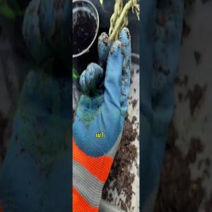 CỨU CÂY HỒNG NGỌC MAI BỊ ĐÓI VÀ KHÁT