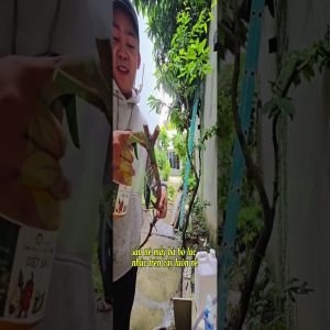 CỨU CÂY MẬN BỊ SÂU LÔNG Ở TÂN PHÚ