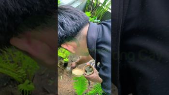 CẢI TẠO CHĂM SÓC CÂY BAN CÔNG Ở THỦ ĐỨC