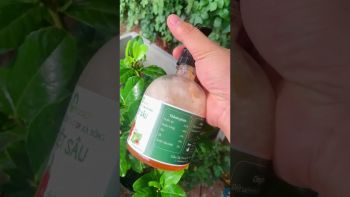 CỨU CÂY CHANH VÀNG MỸ BỊ SÂU ĂN LÁ