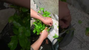 CỨU CÂY LÀI TRÀ BỊ BỌ TRĨ