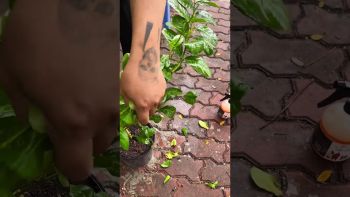 CỨU CÂY CHANH MỸ BỊ SÂU VẼ BÙA