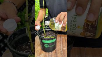 BÍ QUYẾT PHỤC HỒI CÂY YẾU - CÂY SUY