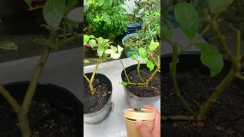 CỨU CÂY CHANH HOÀNG KIM BỊ SÂU ĂN LÁ CỦA ANH LONG