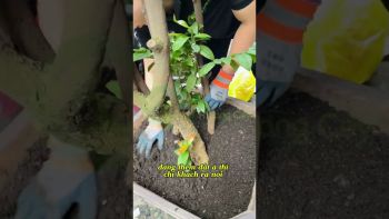 CHĂM SÓC SÂN VƯỜN VÀ CỨU CÂY Ở QUẬN 3