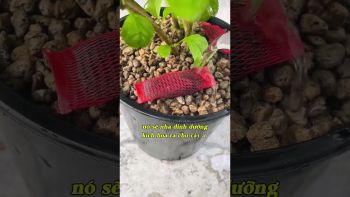 ĐỘC CHIÊU KÍCH THÍCH CÂY CHO HOA NHIỀU Ê HỀ PHỦ PHÊ