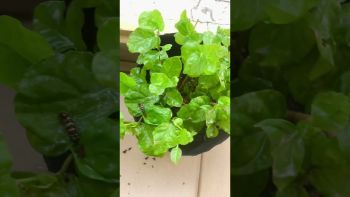 CỨU CÂY LÀI TRÀ BỊ SÂU ĂN LÁ Ở QUẬN 7
